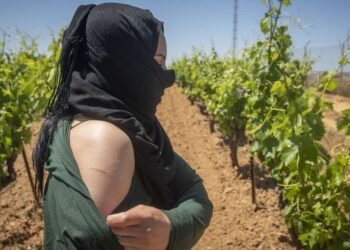 ويلبا.. حين تُسقى الفراولة بدموع المغربيات .