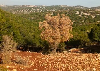 هل تستعيد غابات السنديان والقطلب في الاردن عافيتها بعد الامطار الاخيرة !!!