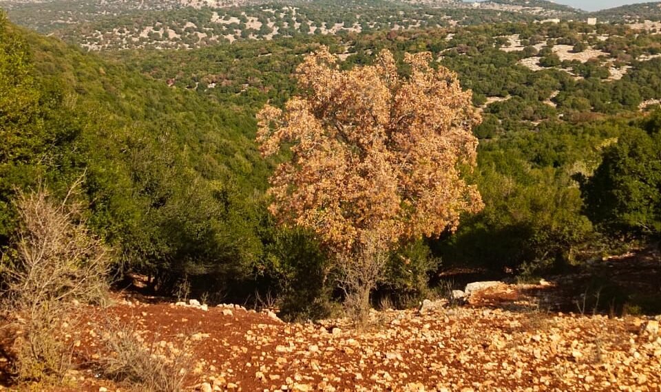 هل تستعيد غابات السنديان والقطلب  في الاردن عافيتها بعد الامطار الاخيرة !!!