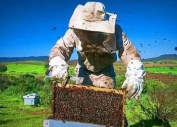 الحسيمة.. موسم تقسيم الخلايا ينعش تربية النحل في مرتفعات جبال الريف .