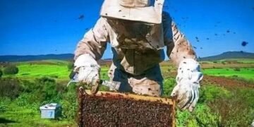 الحسيمة.. موسم تقسيم الخلايا ينعش تربية النحل في مرتفعات جبال الريف .