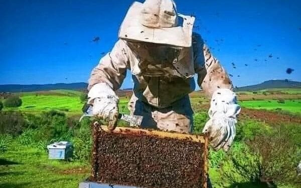 الحسيمة.. موسم تقسيم الخلايا ينعش تربية النحل في مرتفعات جبال الريف .