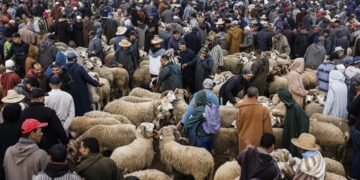 بين حملة”خليه يبعبع”وواقع الأسواق ….لماذا ظلت أسعار الأضاحي مرتفعة؟؟؟